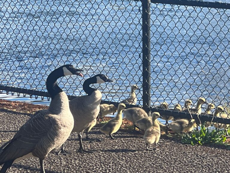 Goose protecting Baby Geese on Trail in Eugene