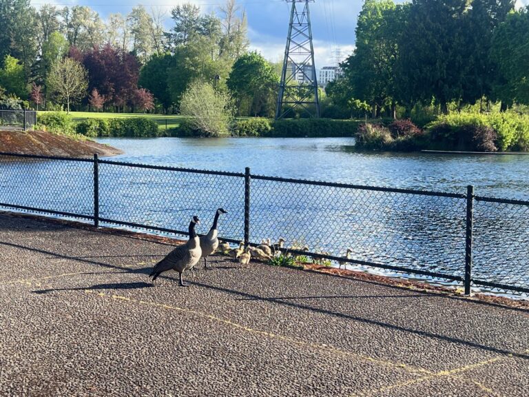 Riverfront Trail in Eugene with Wild Life