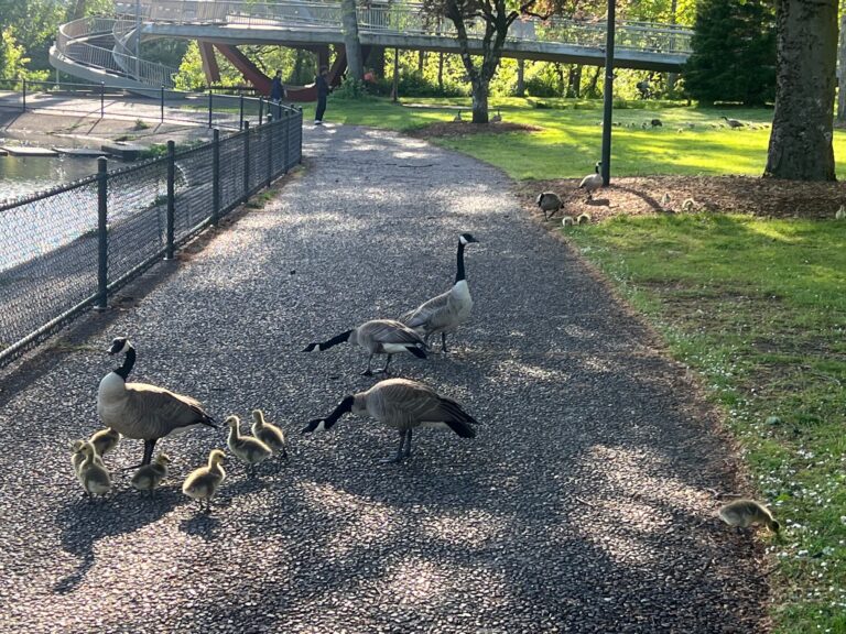 Mother Goose guarding Baby Geese on Trail