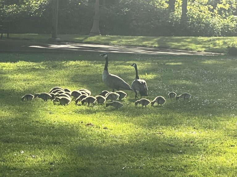 Family of Geese and Springtime Baby Geese