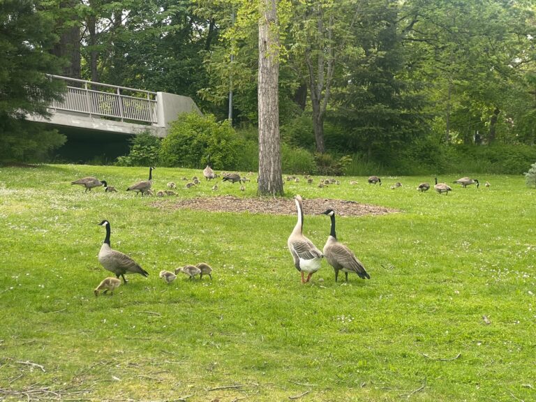 Geese and Goslings at Alton Baker Park