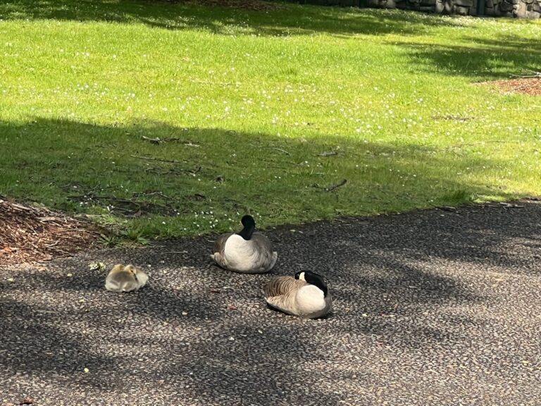 Geese asleep on the trail
