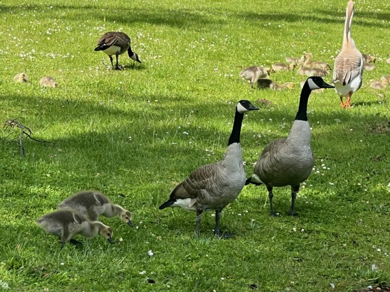 Growing Goslings with Mother Goose