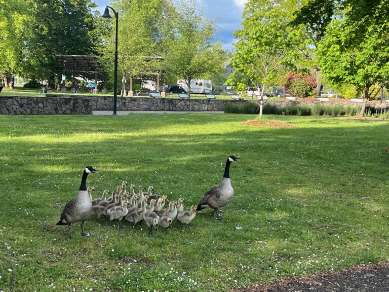 Goslings and Geese roaming the park
