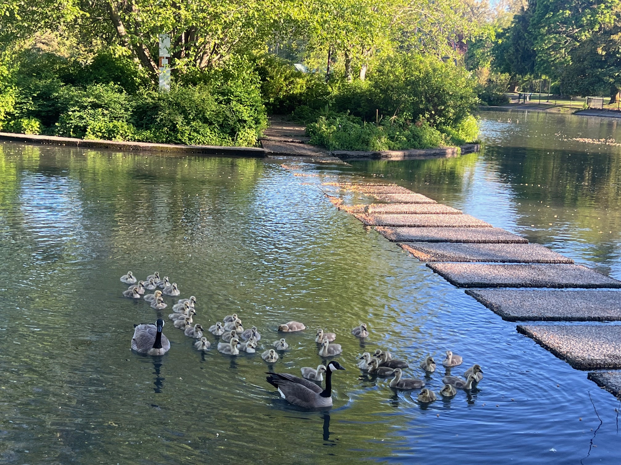 A Riverfront Local Favorite - Alton Baker Park - Eugene, OR