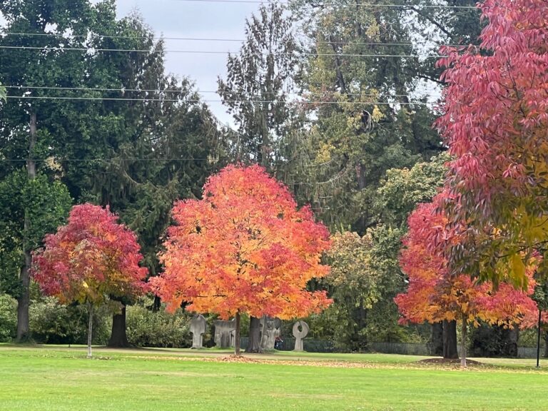 Fall Tree Colors in Alton Baker Park