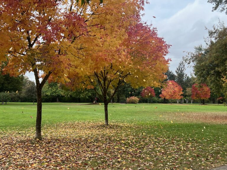 Autumn in Eugene